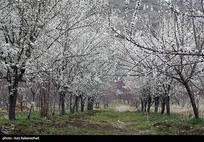 شکوفه های بهاری لرستان