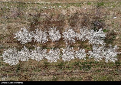 شکوفه های بهاری لرستان