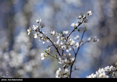 شکوفه های بهاری لرستان