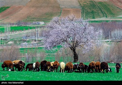 شکوفه های بهاری لرستان