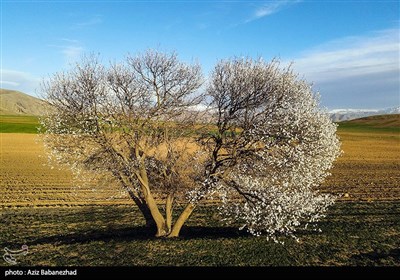 شکوفه های بهاری لرستان