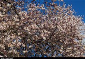 طنازی شکوفه‌های بهاری در باغستان سنتی قزوین/ خودنمایی شکوفه‌ها بعد از گذشت 11 قرن + فیلم