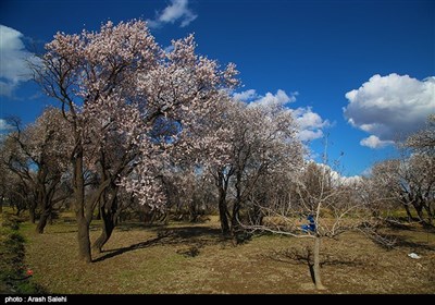  شرح معضلات باغستان قزوین از زبان باغداران/ از کمبود آب تا تخلیه نخاله‌های ساختمانی 