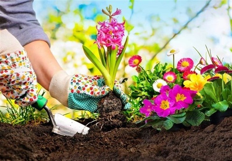 چطورفعالیت ساده‌ای مانند کاشت بذر گل و گیاه می‌تواند زندگی شما را تغییر دهد