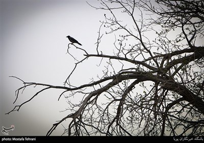 کوچه باغ های سمنان