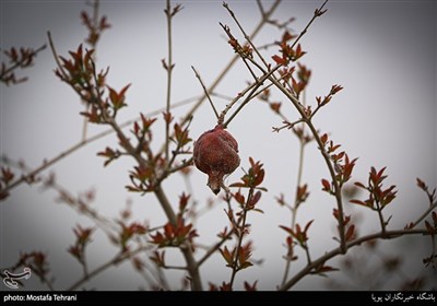 کوچه باغ های سمنان