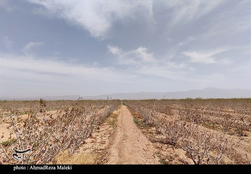 سرمازدگی فرودین‌ماه 488 میلیارد تومان به کشاورزی شیراز آسیب زد