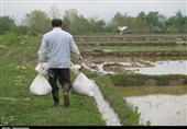 عضو مجمع نمایندگان گیلان: دولت برای تأمین سم و کود کشاورزی از محل هدفمندی یارانه‌ها به کشاورزان سوبسید بدهد