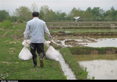 عضو مجمع نمایندگان گیلان: دولت برای تأمین سم و کود کشاورزی از محل هدفمندی یارانهها به کشاورزان سوبسید بدهد