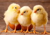 دومینوی بیتدبیری به جوجه تخمگذار یکروزه رسید