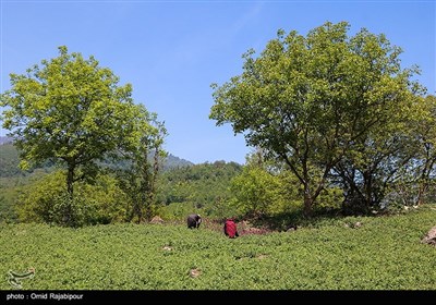 برداشت گل گاو زبان در منطقه اشکور گیلان