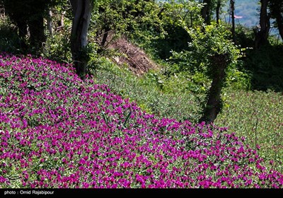 برداشت گل گاو زبان در منطقه اشکور گیلان