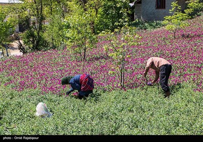 برداشت گل گاو زبان در منطقه اشکور گیلان