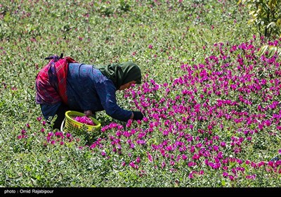 برداشت گل گاو زبان در منطقه اشکور گیلان