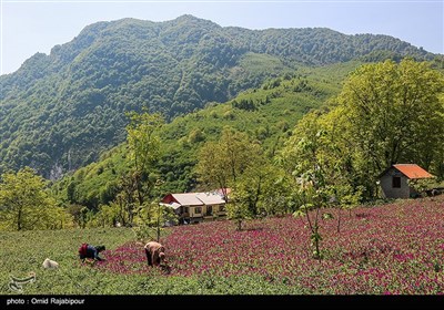 برداشت گل گاو زبان در منطقه اشکور گیلان