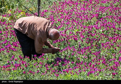 برداشت گل گاو زبان در منطقه اشکور گیلان