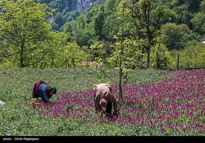 برداشت گل گاو زبان در منطقه اشکور گیلان