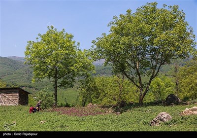 برداشت گل گاو زبان در منطقه اشکور گیلان