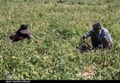 بیش از 100 میلیارد تومان تسهیلات به کشاورزان استان کرمان پرداخت شده است
