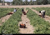 افتتاح 1300 پروژه در روستاهای استان کرمان