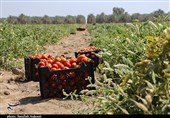 67 طرح تولیدی در هفته جهاد کشاورزی در استان کرمان به بهره‌برداری می‌رسد