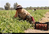 برداشت گوجه فرنگی در مزارع کشاورزی جنوب استان کرمان از دریچه دوربین