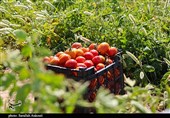 چرا قیمت گوجه فرنگی در مزارع میناب به یک باره افزایش یافت؟
