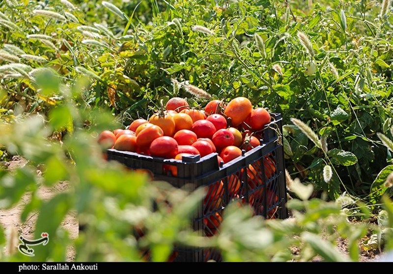 540 هزار تن گوجه فرنگی از مزارع استان بوشهر برداشت شد