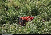 290 هزار تن محصول گوجه‌فرنگی استان بوشهر به بازار عرضه شد+فیلم