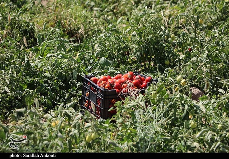 گوجه فرنگی در بازار همدان ارزان می‌شود