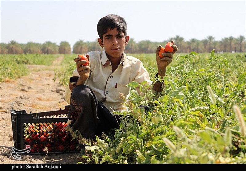 روایت تسنم از بادی که دسترنج کشاورزان گچسارانی را با خود برد + تصاویر