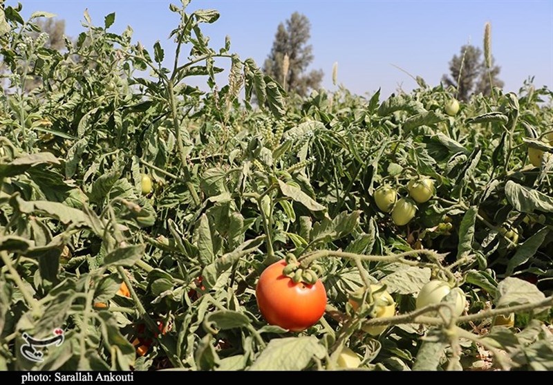 برداشت گوجه فرنگی از مزارع گچساران+تصاویر