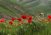 400 گونه نادر از گل‌های وحشی دنیا در ایران/ خواص گل‌های وحشی را بشناسید
