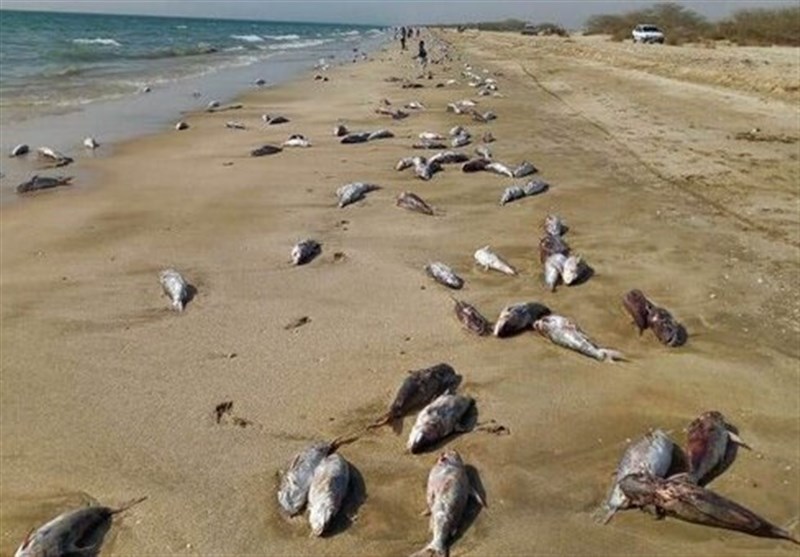 دو احتمال نهایی مرگ گربه ماهیان در ساحل جاسک مشخص شد