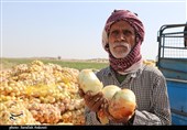 گروه‌های جهادی بندرعباس برای جبران خسارت کشاورزان؛ پیاز را گرانتر از دولت می‌خرند