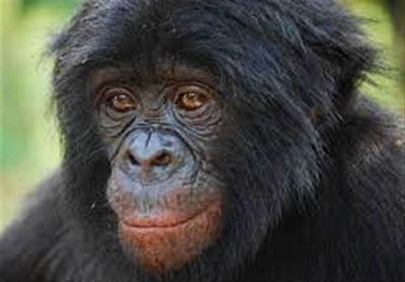 فیلم// وضعیت جسمی پیرترین شامپانزه باغ وحش ارم