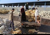 تلاش گروه‌های جهادی برای جلوگیری از هدررفت محصول پیازکاران جنوب استان کرمان+ تصاویر