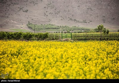 مزارع کلزا در کرمانشاه