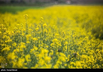 مزارع کلزا در کرمانشاه