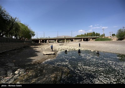 مرگ هزاران ماهی در زاینده روداصفهان