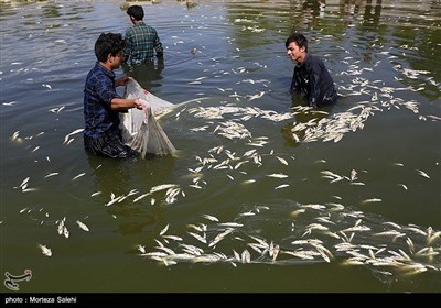 مرگ هزاران ماهی در زاینده روداصفهان