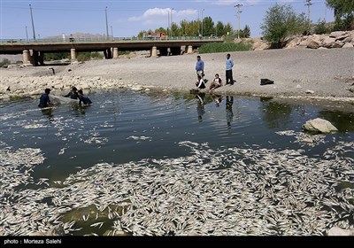 مرگ هزاران ماهی در زاینده روداصفهان