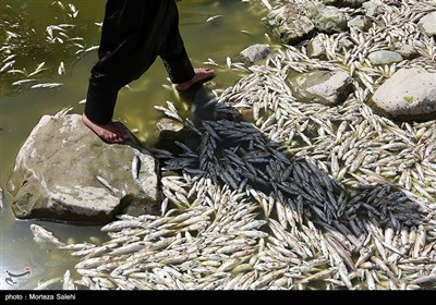 مرگ هزاران ماهی در زاینده روداصفهان