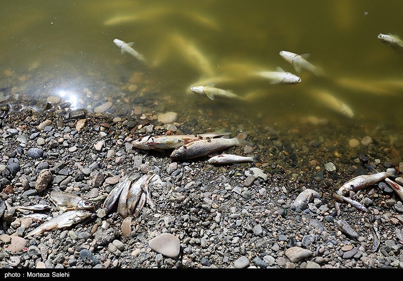 مرگ هزاران ماهی در زاینده رود اصفهان- عکس استانها تسنیم | Tasnim
