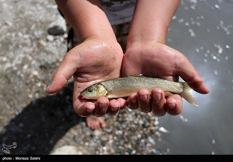 530 هزار بچه ماهی بومی در منابع آبی دزفول و گتوند رهاسازی شدند