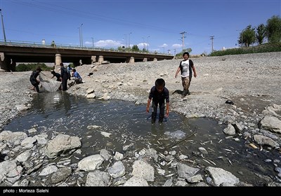 مرگ هزاران ماهی در زاینده روداصفهان