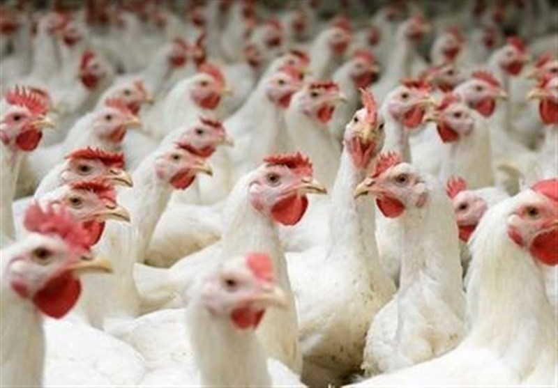 تعیین قیمت جدید مرغ با اصلاح ارز ترجیحی با وزارت جهاد کشاورزی است/ بازار با مازاد مرغ مواجه خواهد شد