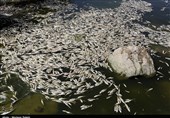 بی‌توجهی مسئولان به تلف‌شدن 190 تن ماهی در &quot;لردگان&quot; /چه‌کسی پاسخگوی زیان تولیدکنندگان است؟