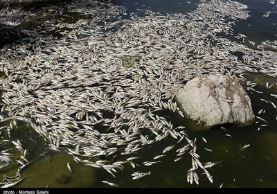  بی‌توجهی مسئولان به تلف‌شدن ۱۹۰ تن ماهی در "لردگان"/ چه‌کسی پاسخگوی زیان تولیدکنندگان است؟ 