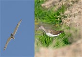 2 گونه پرنده جدید در پناهگاه حیات وحش یخاب ابوزیدآباد کشف شد